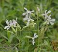 Saponaria_officinalis_a4805