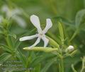 Saponaria_officinalis_a4814