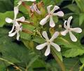 Saponaria_officinalis_bh6553