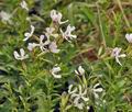Saponaria_officinalis_bh6570