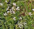 Saponaria_officinalis_bh6570