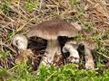 Sarcodon_squamosus_bv4536