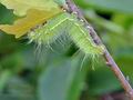 Saturnia_caecigena_bj5438