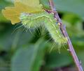 Saturnia_caecigena_bj5443