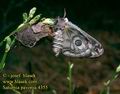 Saturnia_pavonia_4355