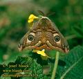 Saturnia_pavonia_4378