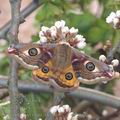 Saturnia_pavonia_ah1015