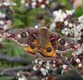 Saturnia_pavonia_ah1038