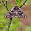 Saturnia_pavonia_bf5717