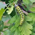 Saturnia_pavoniella_bs0513