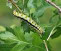 Saturnia_pavoniella_bs0563