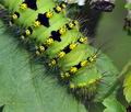 Saturnia_pavoniella_bs0587