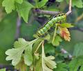 Saturnia_pavoniella_bs0610