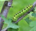 Saturnia_pavoniella_bs0627