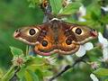 Saturnia_pavoniella_bx0845