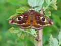 Saturnia_pavoniella_bx0854