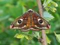 Saturnia_pavoniella_bx0864