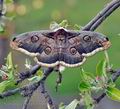 Saturnia_pyri_bf3168