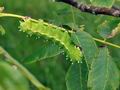 Saturnia_pyri_bs2698