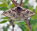 Saturnia_spini_bj4272