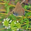 Satyrium_esculi_bg3663