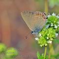 Satyrium_esculi_bg3683