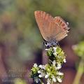 Satyrium_esculi_bg4378