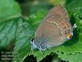 Satyrium_ilicis_10415