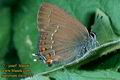 Satyrium_ilicis_777