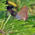 Satyrium_ilicis_bg3817