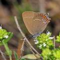 Satyrium_ilicis_fe6809