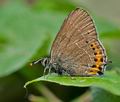 Satyrium_pruni_ct8255s