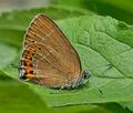 Satyrium_pruni_ct8267s