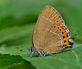 Satyrium_pruni_ct8307s