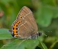 Satyrium_pruni_j8982s