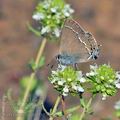 Satyrium_spini_bg3922