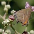 Satyrium_w-album_al1706