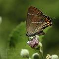 Satyrium_w-album_al1714