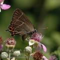 Satyrium_w-album_al1724