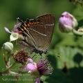 Satyrium_w-album_al1729