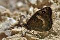 Satyrus_actaea_bg9193
