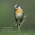 Saxicola_ruberta_ed1052