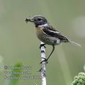 Saxicola_torquata_f0118