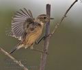 Saxicola_torquata_pf0005