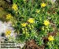 Saxifraga_aizoides_4953