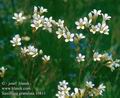 Saxifraga_granulata_10811