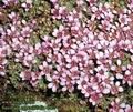 Saxifraga_oppositifolia_4952