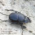 Scarabaeus_pius_ae3526