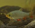 Scardinius_erythrophthalmus_hc3888