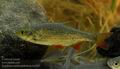 Scardinius_erythrophthalmus_hc3935